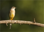 Gebirgsstelze-grey_wagtail-28_09_2016.jpg