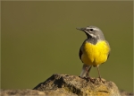 Gebirgsstelze-grey_wagtail-29_03_2019.jpg
