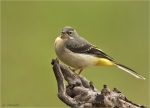 Gebirgsstelze-grey_wagtail-30_04_2020.jpg