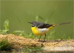 Gebirgsstelze-grey_wagtail-April_2020.jpg