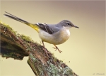 Gebirgsstelze-grey_wagtail-Januar_2016.jpg