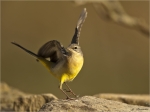 Gebirgsstelze-grey_wagtail-Jungvogel-01_09_2017.jpg