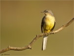 Gebirgsstelze-grey_wagtail-Jungvogel-01_Sept__2017.jpg