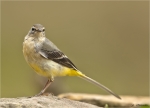 Gebirgsstelze-grey_wagtail-Jungvogel-20_09_2016.jpg