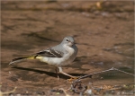 Gebirgsstelze-grey_wagtail-Jungvogel_.jpg