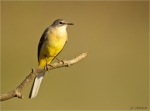 Gebirgsstelze-grey_wagtail-Motacilla_cinerea.jpg