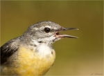 Gebirgsstelze-grey_wagtail-Portrait-18_07_2017.jpg