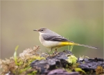 Gebirgsstelze-grey_wagtail-am_Wasser-2016.jpg