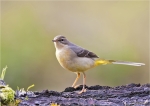 Gebirgsstelze-grey_wagtail-am_Wasser-Januar_2016.jpg