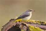 Gebirgsstelze-im_Schlichtkleid-grey_wagtail.jpg