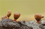 Gedeckelter_Pokalstaeubling-Craterium_minutum-Maerz_2016.jpg