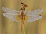 Gefleckte_Heidelibelle-Sympetrum_flaveolum-maennlich.jpg