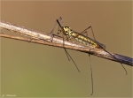 Gefleckte_Wiesenschnake-Nephrotoma_appendiculata.jpg