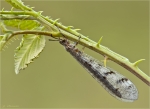 Geflecktflueglige_Ameisenjungfer-Euroleon_nostra-August_2016.jpg