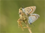 Geissklee-Blaeuling-Plebejus_argus-Kopula.jpg