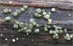 Gelatinoeser_Kugelpustelpilz-Hypocrea_gelatinosa.jpg