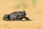 Gelbbauchunke-13_08_2017-Bombina_variegata.jpg