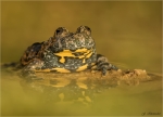 Gelbbauchunke-15_Oktober_2017-Bombina_variegata.jpg