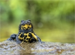 Gelbbauchunke-31_Mai_2018-Bombina_variegata.jpg