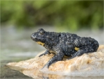 Gelbbauchunke-August_2017-Bombina_variegata.jpg