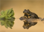 Gelbbauchunke-Bombina_variegata-07_Sept__2017.jpg