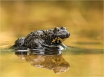 Gelbbauchunke-Bombina_variegata-10_07_2017.jpg