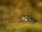 Gelbbauchunke-Bombina_variegata-15_10_2017.jpg