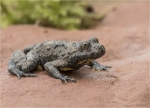 Gelbbauchunke-Bombina_variegata-Jungtier.jpg