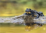 Gelbbauchunke-Mai_2018-Bombina_variegata.jpg