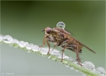 Gelbe_Dungfliege-Scathophaga_stercoraria.jpg