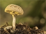 Gelber_Knollenblaetterpilz-Amanita_citrina-29_10_2016.jpg