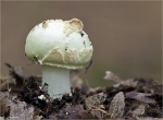 Gelber_Knollenblaetterpilz-Amanita_citrina.jpg