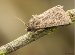 Gelbfluegel-Raseneule-Thalpophila_matura.jpg