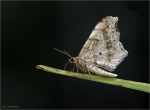 Gelblicher_Luzernespanner-weiblich-Isturgia_arenacearia.jpg