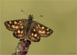 Gelbwuerfeliger_Dickkopffalter-Carterocephalus_palaemon-Fluegel_offen.jpg