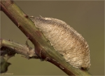 Gelege_der_Europaeischen_Gottesanbeterin-Oothek-Mantis_religiosa.jpg
