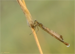 Gemeine_Binsenjungfer-Lestes_sponsa-25_09_2016-weiblich.jpg