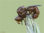 Gemeine_Breitstirnblasenkopffliege-Sicus_ferrugineus.jpg