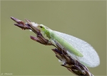 Gemeine_Florfliege-Chrysoperla_carnea_2014.jpg