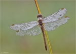 Gemeine_Heidelibelle-2013.jpg