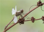 Gemeine_Heidelibelle-Sympetrum_vulgatum-04_10_2016.jpg