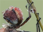 Gemeine_Heidelibelle-Sympetrum_vulgatum-10_06_2017.jpg