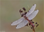 Gemeine_Heidelibelle-Sympetrum_vulgatum-24_08_2014.jpg