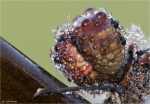 Gemeine_Heidelibelle-Sympetrum_vulgatum-Portrait_2014.jpg