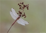 Gemeine_Heidelibelle-Sympetrum_vulgatum_001.jpg