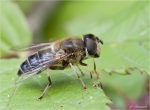 Gemeine_Keilfleckschwebfliege-Eristalis_pertinax.jpg