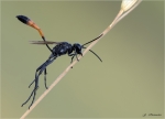 Gemeine_Sandwespe-Ammophila_sabulosa-02_07_2019.jpg