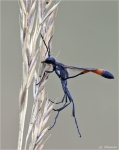 Gemeine_Sandwespe-Ammophila_sabulosa-2014.jpg