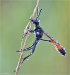 Gemeine_Sandwespe-Ammophila_sabulosa.jpg
