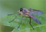 Gemeine_Schnepfenfliege-Rhagio_scolopaceus.jpg